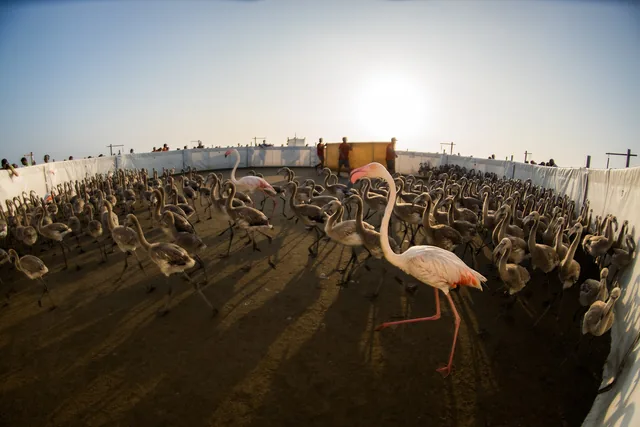 Centaines de flamants juvéniles rassemblés dans un enclos de toile pour une opération de baguage, à contre-jour