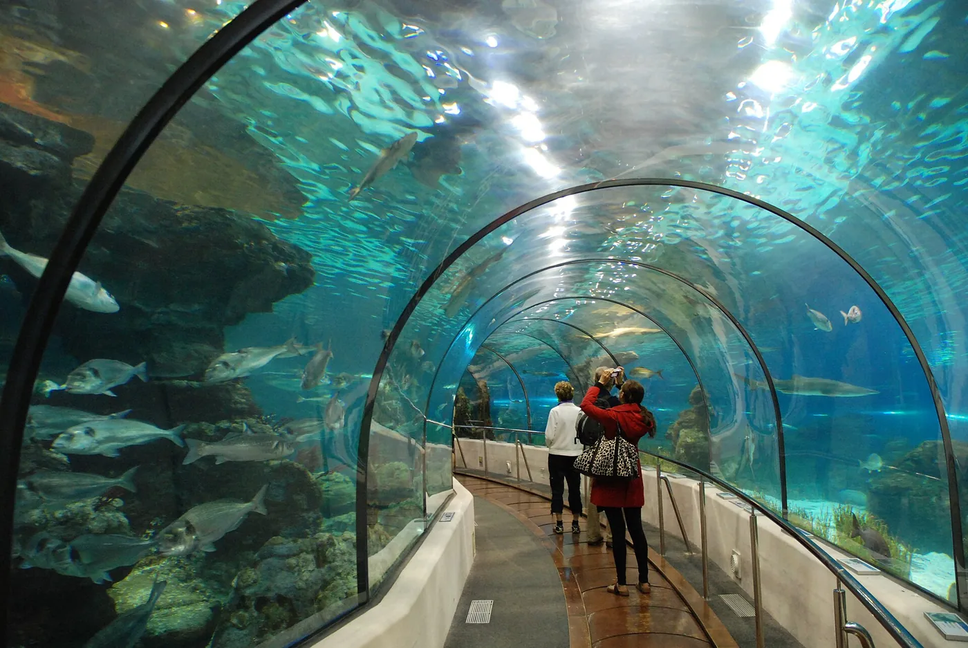 Tunnel transparent traversant un grand bassin, des visiteurs marchent au milieu des poissons