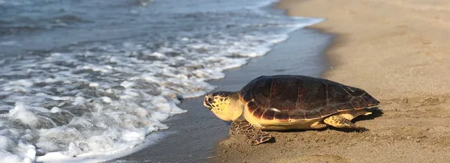 Tortue marine relâchée sur le sable mouillé, retournant vers la mer
