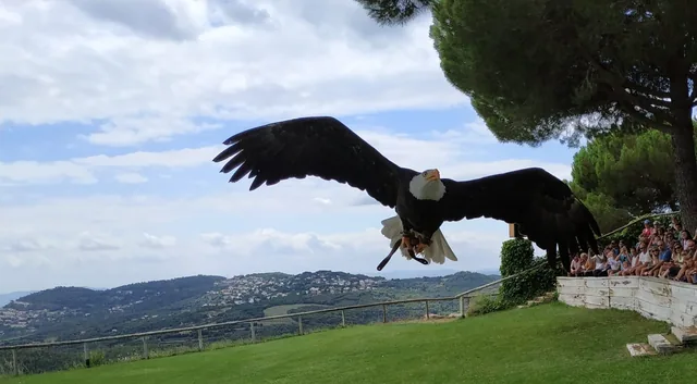 Rapace aux ailes déployées en vol au-dessus de la pelouse, devant les collines