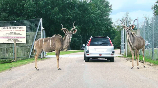 Deux grands koudous traversent la route du safari devant une voiture de visiteurs