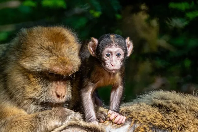 Deux macaques de Barbarie sur une branche, dont un jeune, dans le sous-bois