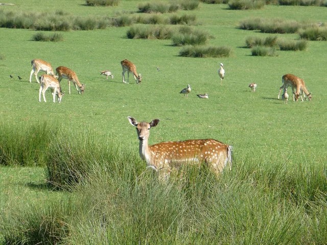 Daims dans une prairie du parc, l'un d'eux regarde vers l'objectif