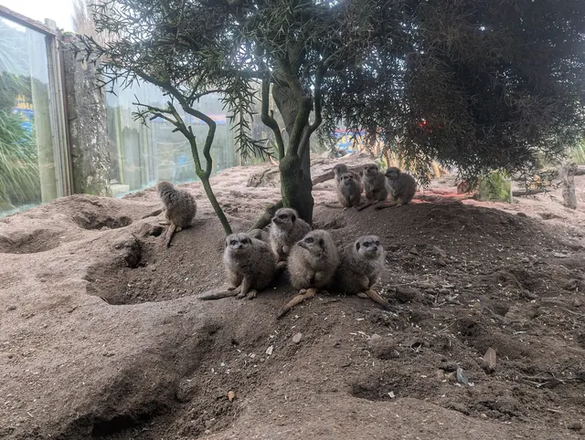 Voyage scolaire durable à Brighton : groupe de suricates assis sur un monticule de terre dans leur enclos