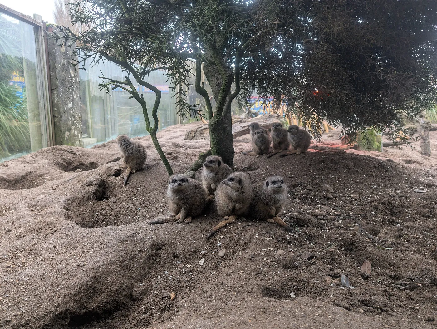 Voyage scolaire durable à Brighton : groupe de suricates assis sur un monticule de terre dans leur enclos