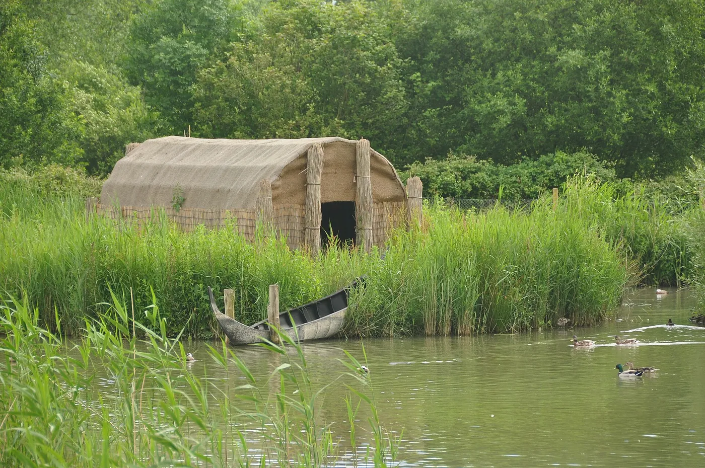 Voyage scolaire durable à Brighton : hutte de roseaux et barque au bord d'une mare bordée de roselières, canards sur l'eau