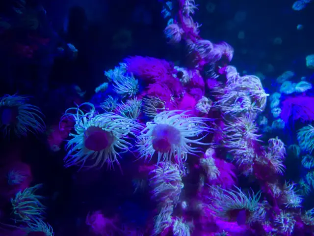 Anémones de mer aux tentacules bleus et violets dans un bassin de l'aquarium
