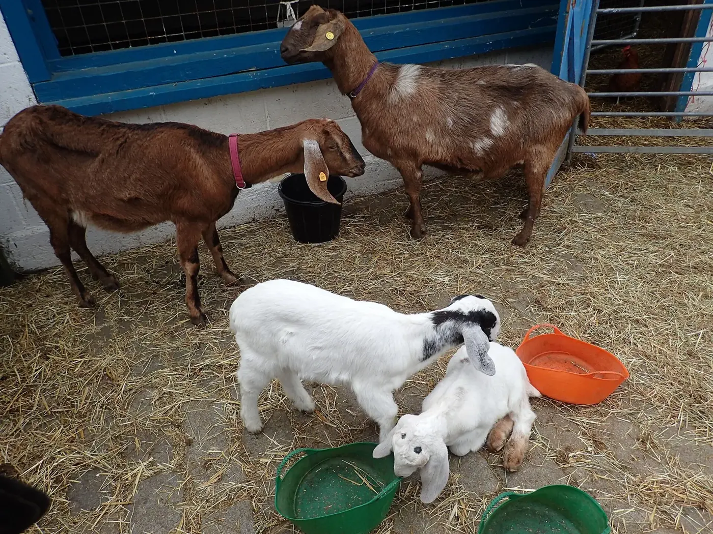 Chèvres et chevreaux autour de leurs mangeoires, sur la paille de l'étable