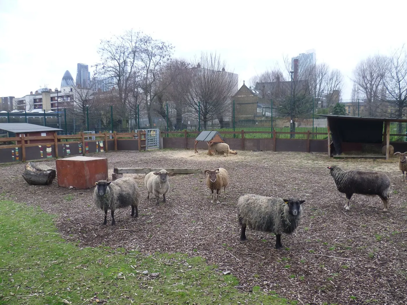 Moutons dans l'enclos de la ferme urbaine, immeubles de la ville en arrière-plan