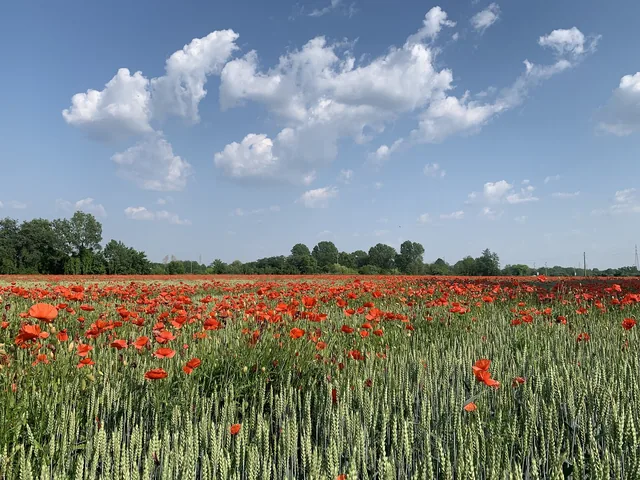 Champ de blé parsemé de coquelicots sous un ciel de nuages, au sud de Milan