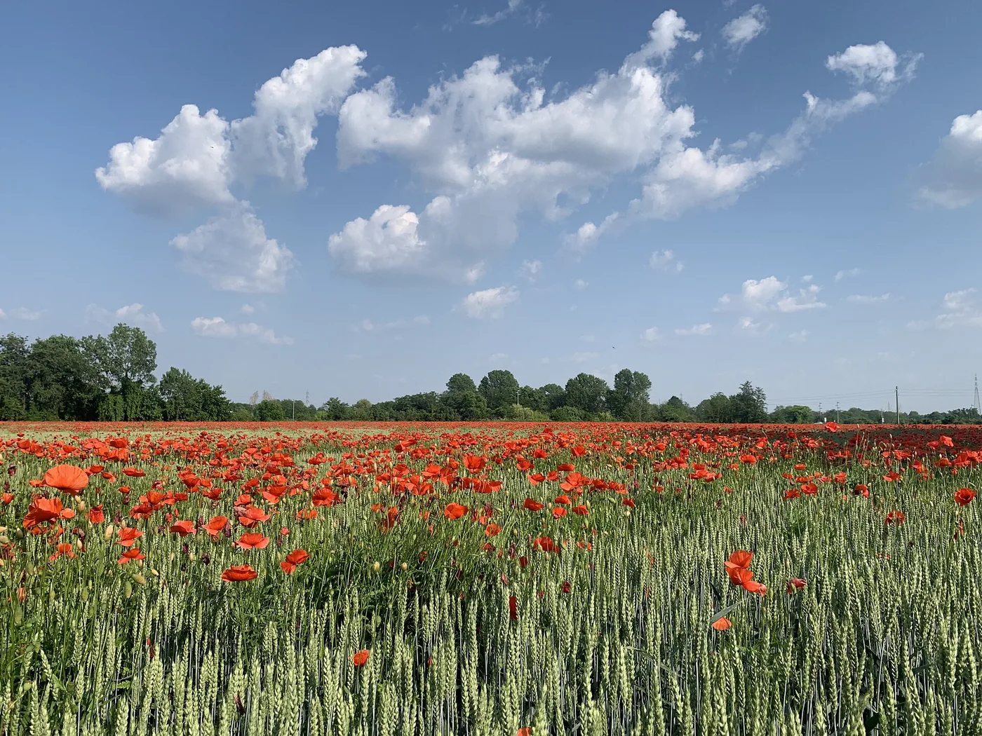 Champ de blé parsemé de coquelicots sous un ciel de nuages, au sud de Milan