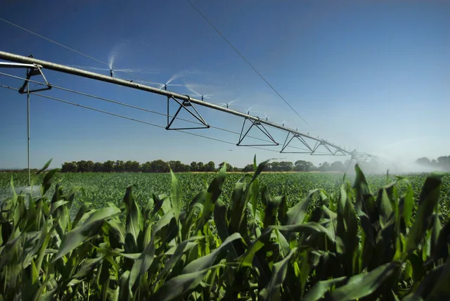 Rampe d'irrigation à pivot au-dessus d'un champ de maïs, sous un ciel dégagé