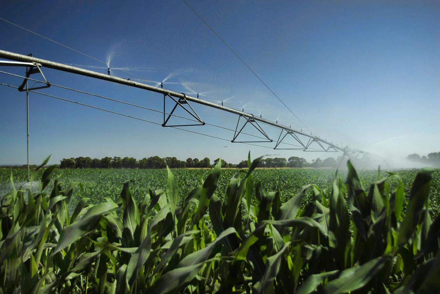 Rampe d'irrigation à pivot au-dessus d'un champ de maïs, sous un ciel dégagé