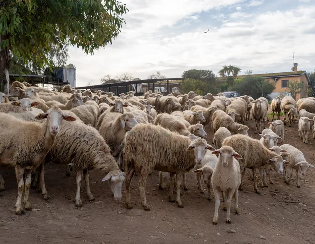 Troupeau de brebis rassemblé sur un chemin de la ferme