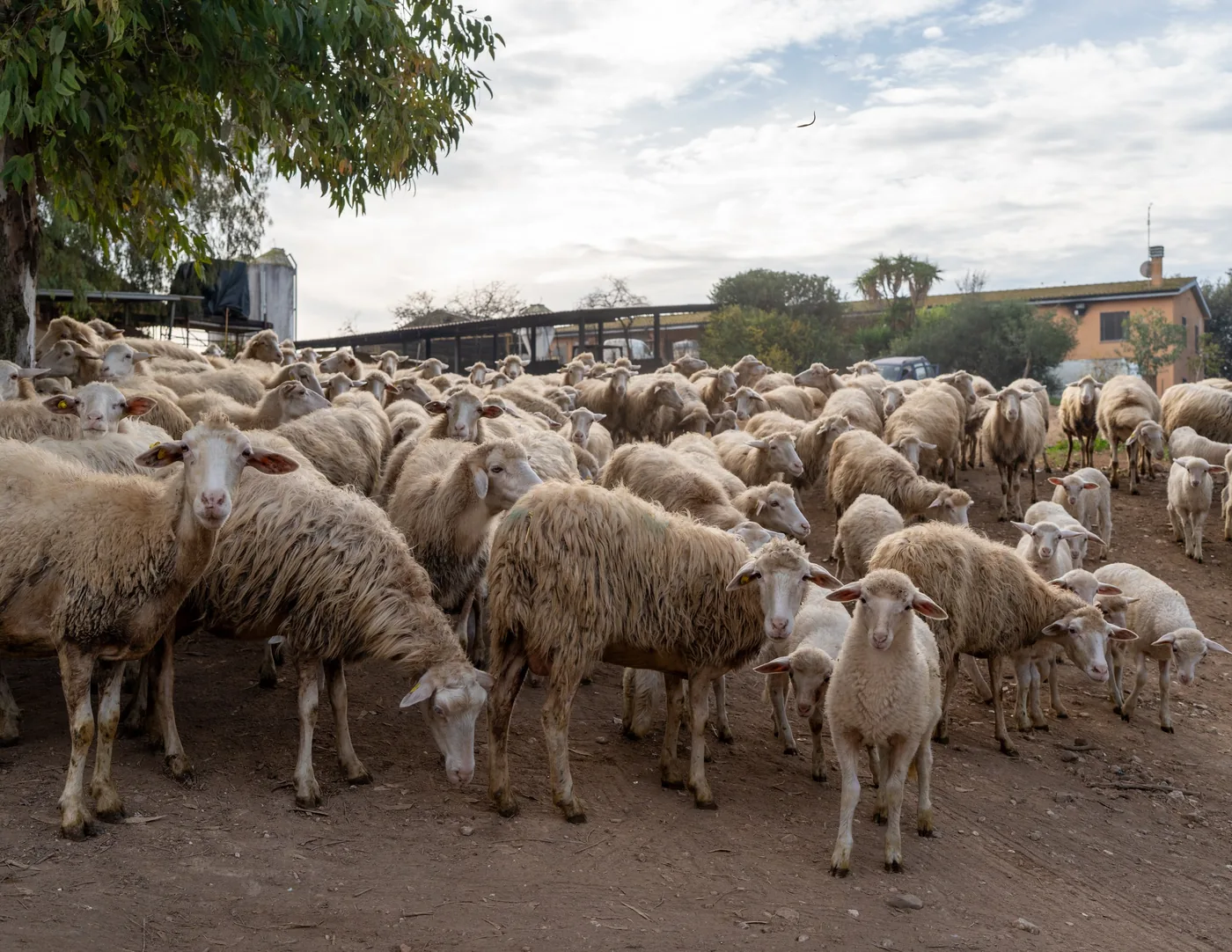 Troupeau de brebis rassemblé sur un chemin de la ferme