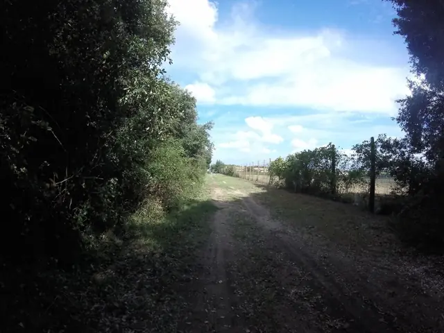 Chemin de terre clair bordé d'arbres, dans l'oasis boisée du littoral