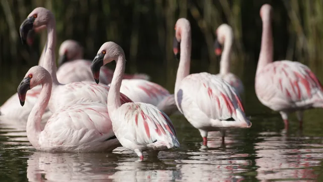 Groupe de flamants roses dans un bassin peu profond