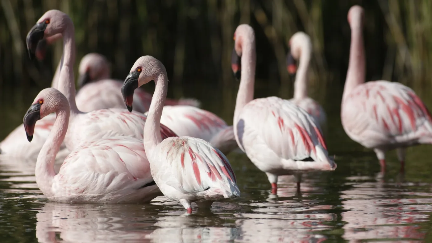 Groupe de flamants roses dans un bassin peu profond