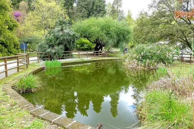 Bassin de plantes aquatiques bordé de végétation, dans le jardin botanique