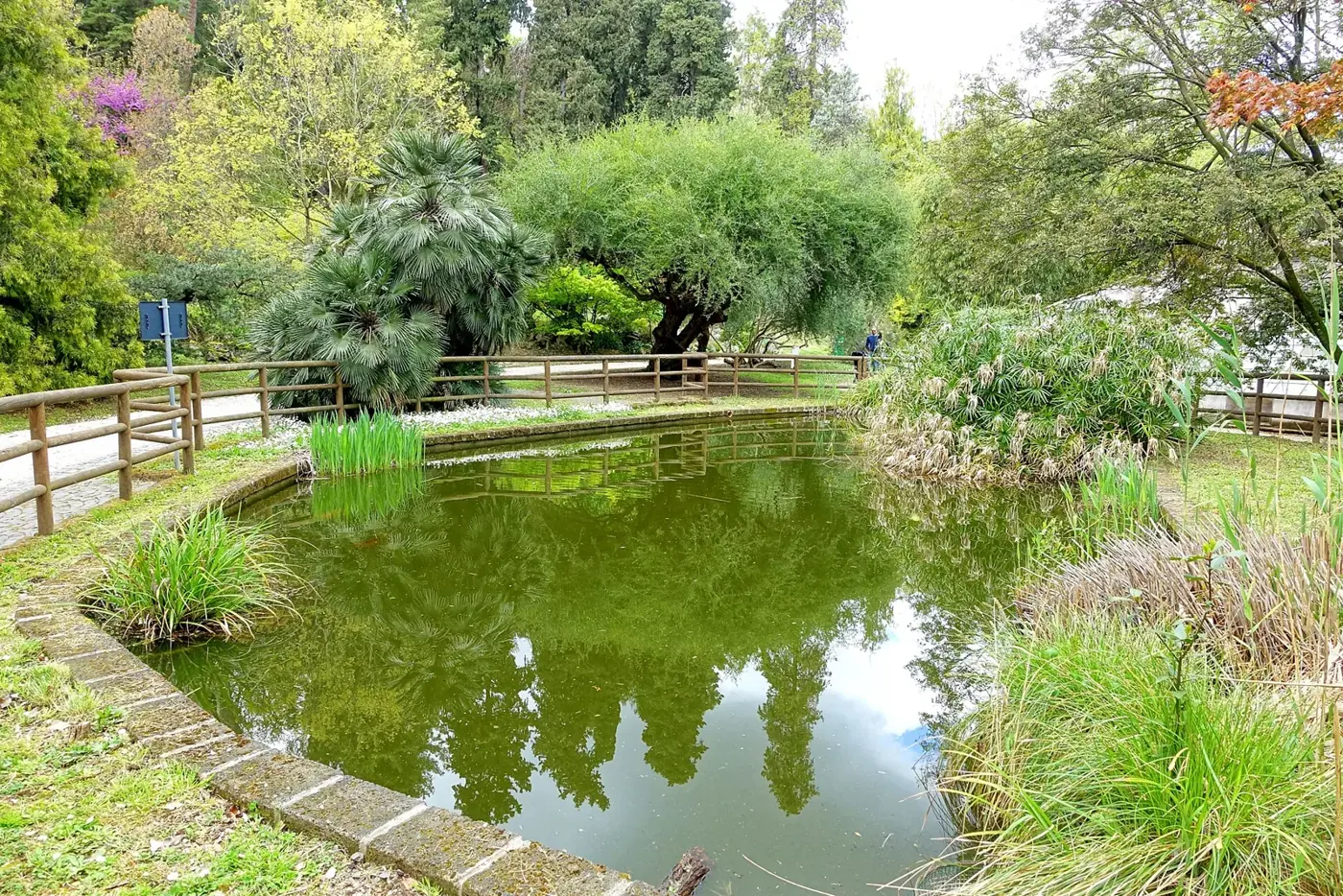 Bassin de plantes aquatiques bordé de végétation, dans le jardin botanique