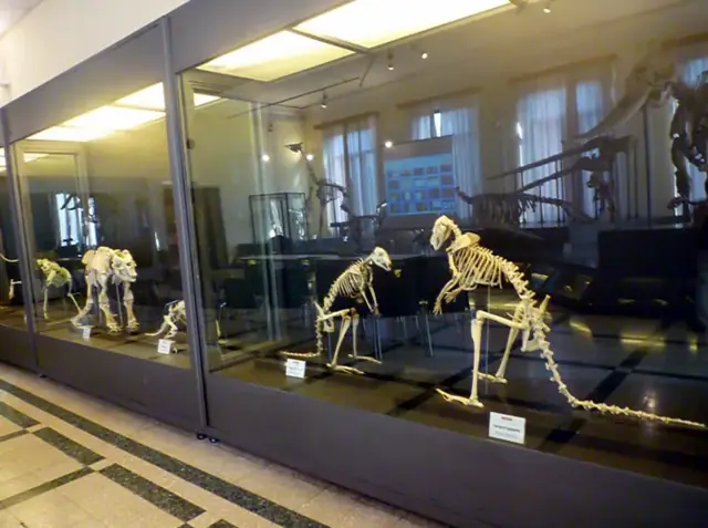 Squelettes d'animaux présentés en vitrine dans une galerie du musée