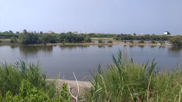 Voyage scolaire durable à Rome : étang bordé de roseaux, vu depuis un observatoire à oiseaux du littoral