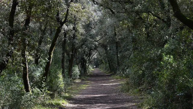 Voyage scolaire durable à Rome : sentier sous les chênes verts dans la pinède du littoral romain