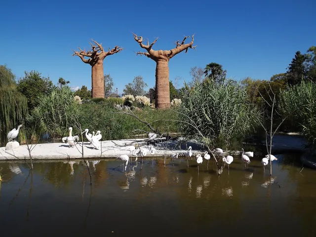 Baobabs et pélicans au bord d'un plan d'eau, dans un habitat reconstitué du bioparc