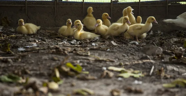 Canetons dans la cour du domaine agricole