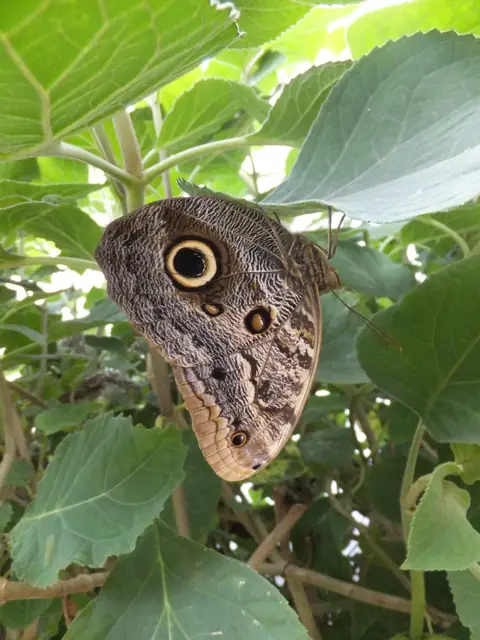 Papillon aux ailes brunes ornées d'un large ocelle, posé sous une feuille