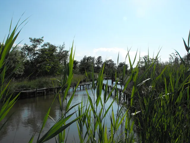 Voyage scolaire durable à Venise : passerelle de bois au milieu des roseaux d'une zone humide de la lagune