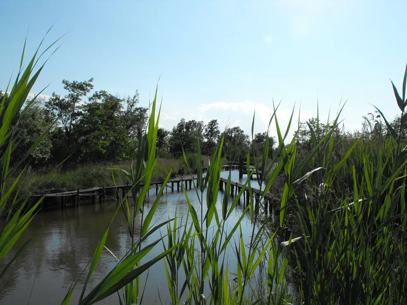 Voyage scolaire durable à Venise : passerelle de bois au milieu des roseaux d'une zone humide de la lagune