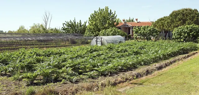 Voyage scolaire durable à Venise : champs d'artichauts et serres sur l'île de Sant'Erasmo
