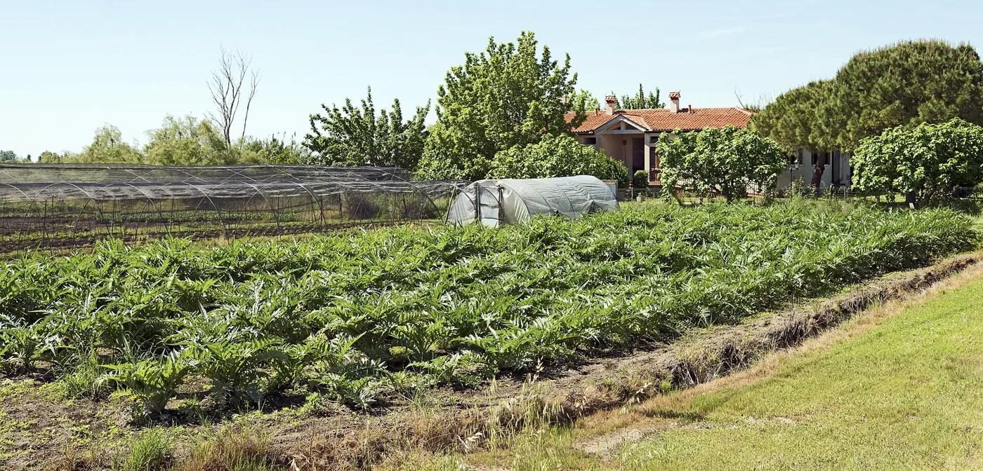 Voyage scolaire durable à Venise : champs d'artichauts et serres sur l'île de Sant'Erasmo