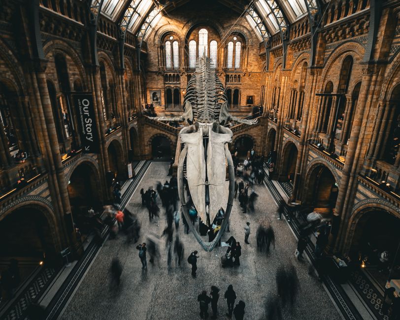 La grande galerie du Natural History Museum, squelette de baleine suspendu