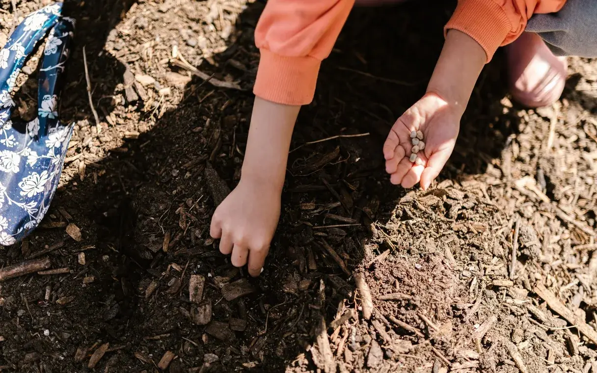 Les mains d'un enfant sèment des graines dans la terre d'un jardin